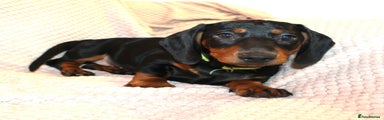 Dachshund Puppy 4