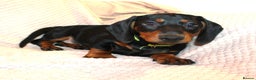Dachshund dogs for sale: Beautiful standard dachshund litter   - Advert 4