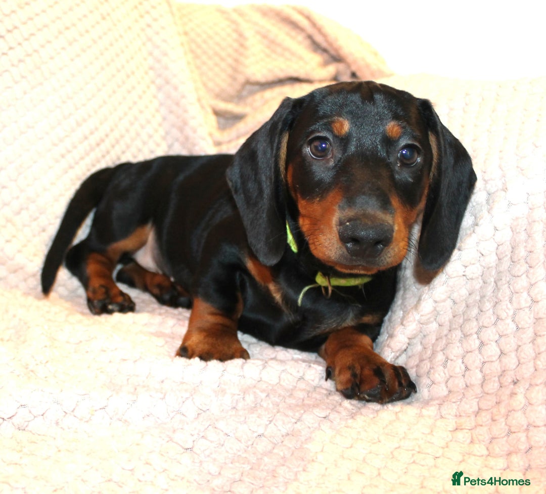 Dachshund dogs for sale: Beautiful standard dachshund litter   - Advert 4