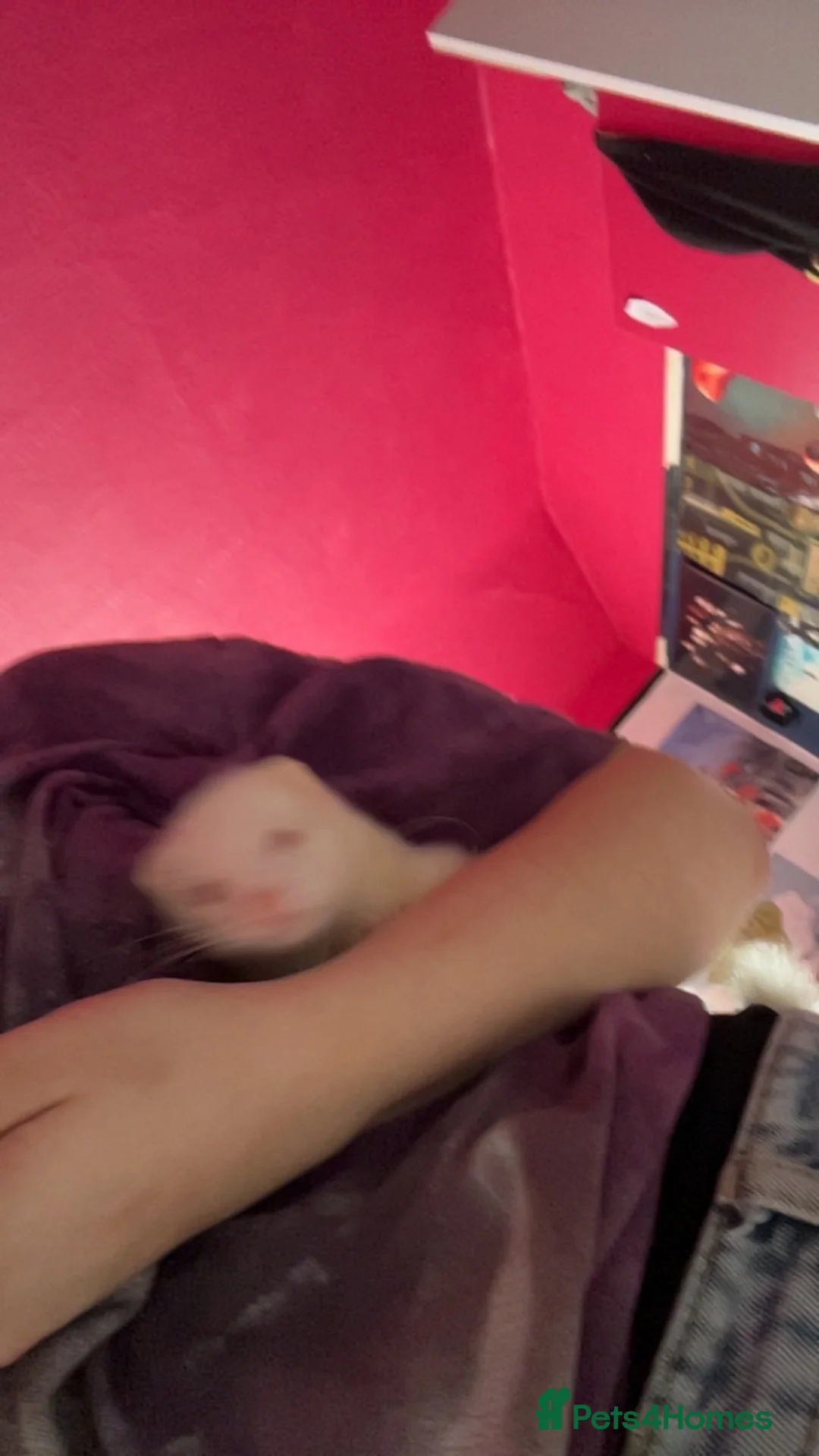 Ferret rodents for sale: ferret Mochi for sale with cage and food in Dudley - Advert 2