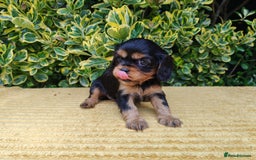 Cavalier King Charles Spaniel dogs for sale: KC Beautiful Cavalier King Charles puppies - Image 5
