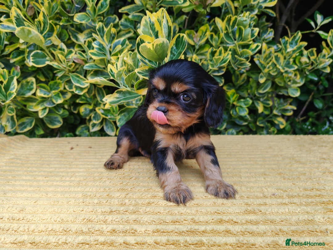 Cavalier King Charles Spaniel dogs for sale: KC Beautiful Cavalier King Charles puppies - Image 5