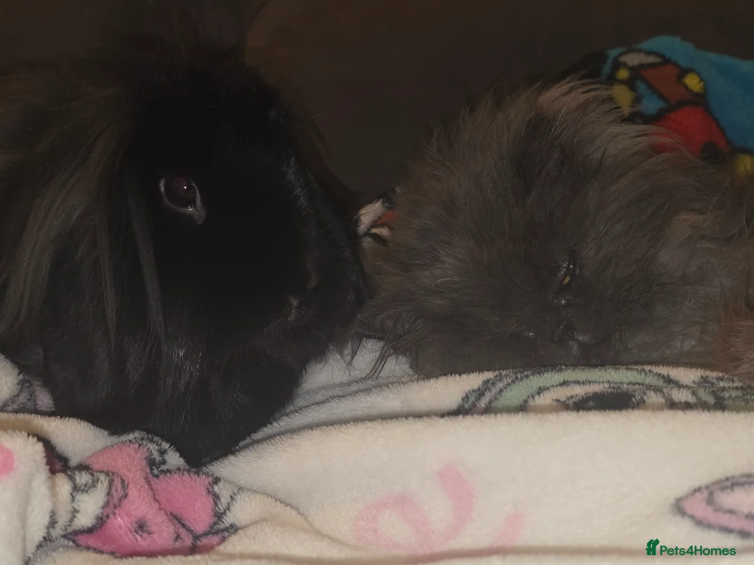 French Lop rabbits for sale: Lop x lionhaired rabbit in Fareham - Advert 2