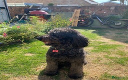 Labradoodle dogs for sale: Labradoodle Puppies 10 weeks 14 Nov 25 - Image 5
