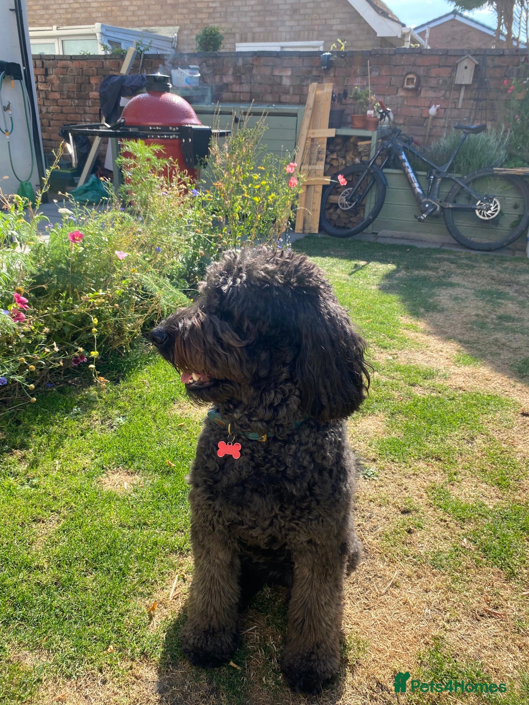 Labradoodle dogs for sale: Labradoodle Puppies 10 weeks 14 Nov 25 - Image 5