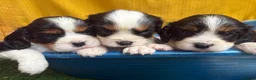Cavalier King Charles Spaniel dogs for sale: 🐾Cavalier King Charles Spaniels- Dad DNA tested🐾 - Advert 6