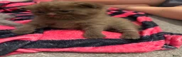 Mixed Breed cats for sale: Scottish straight X British short hair - Advert 5