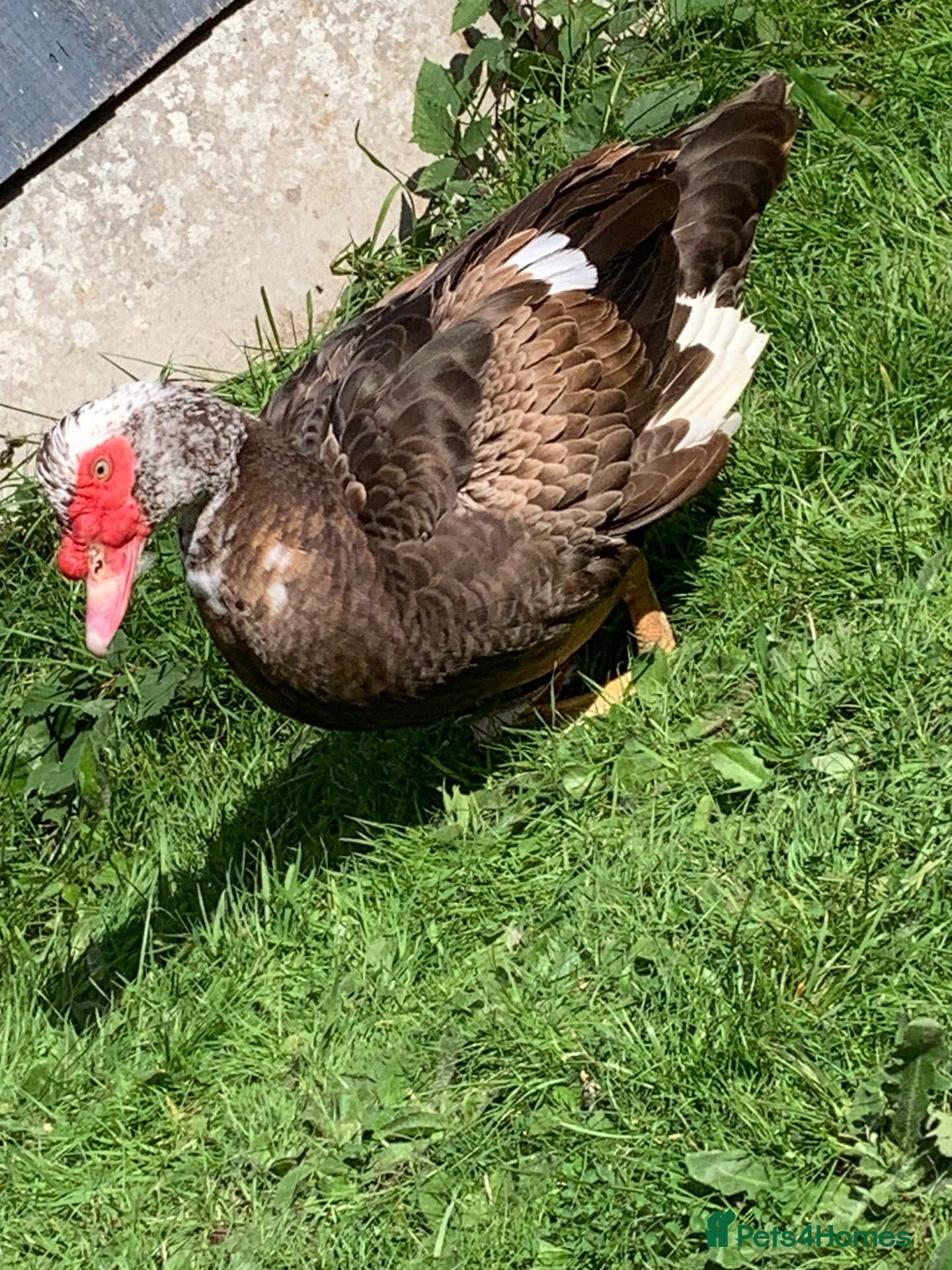 Ducks poultry Muscovy drake - Advert 18