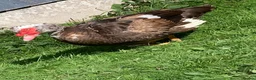 Ducks poultry for sale: Muscovy drake - Advert 1