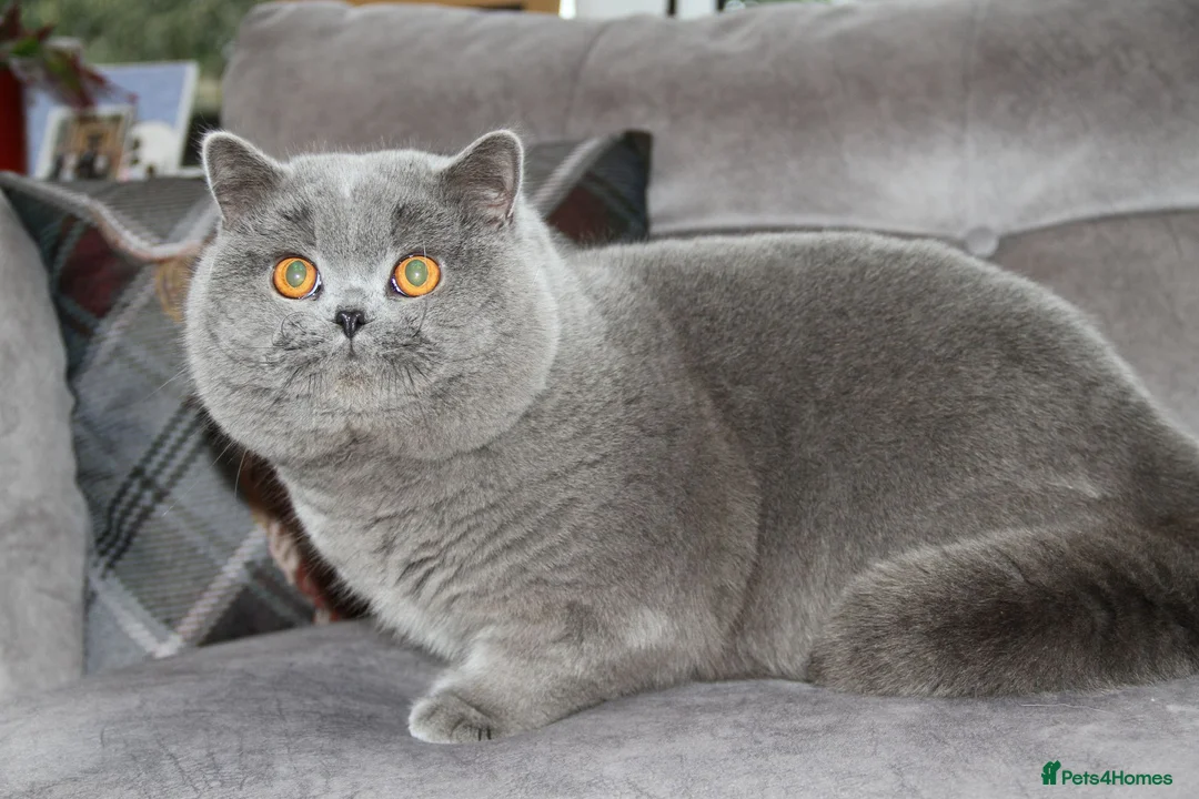 British Shorthair cats for sale: British shorthair kittens  - Advert 2