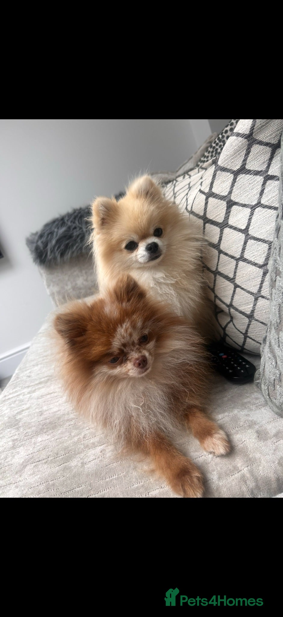 Pomeranian dogs XXS teacup pomeranians Merle  - Advert 2