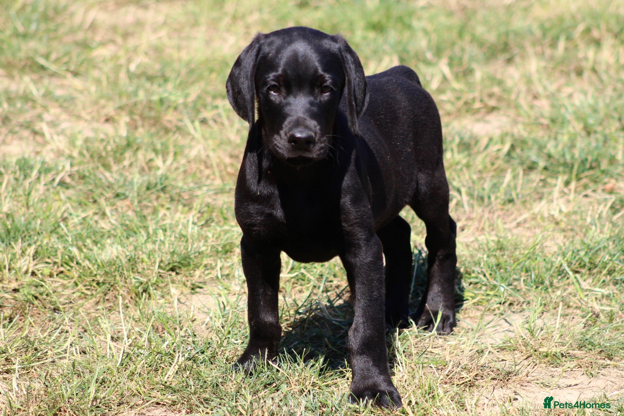 Mixed Breed dogs Labrador x Doberman  - Advert 1