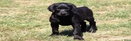 Mixed Breed dogs for sale: Labrador x Doberman  - Advert 7