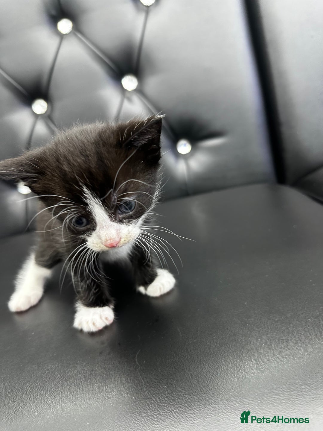 Norwegian Forest Cat cats for sale: 🐾 Adorable Kittens Looking for Loving Homes 🐾 - Advert 7