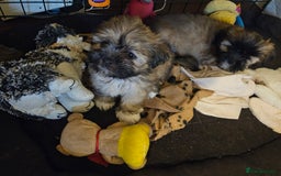 Lhasa Apso dogs for sale: Lovely pedigree puppys - Image 16