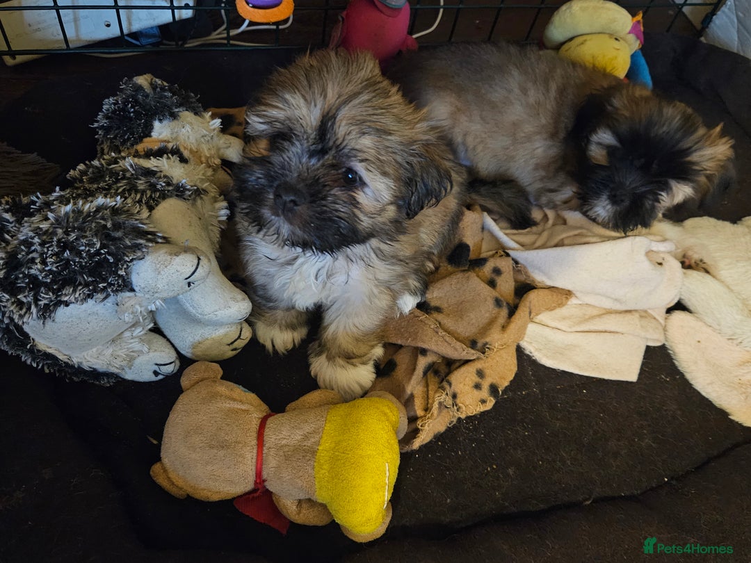Lhasa Apso dogs for sale: Lovely pedigree puppys - Image 16