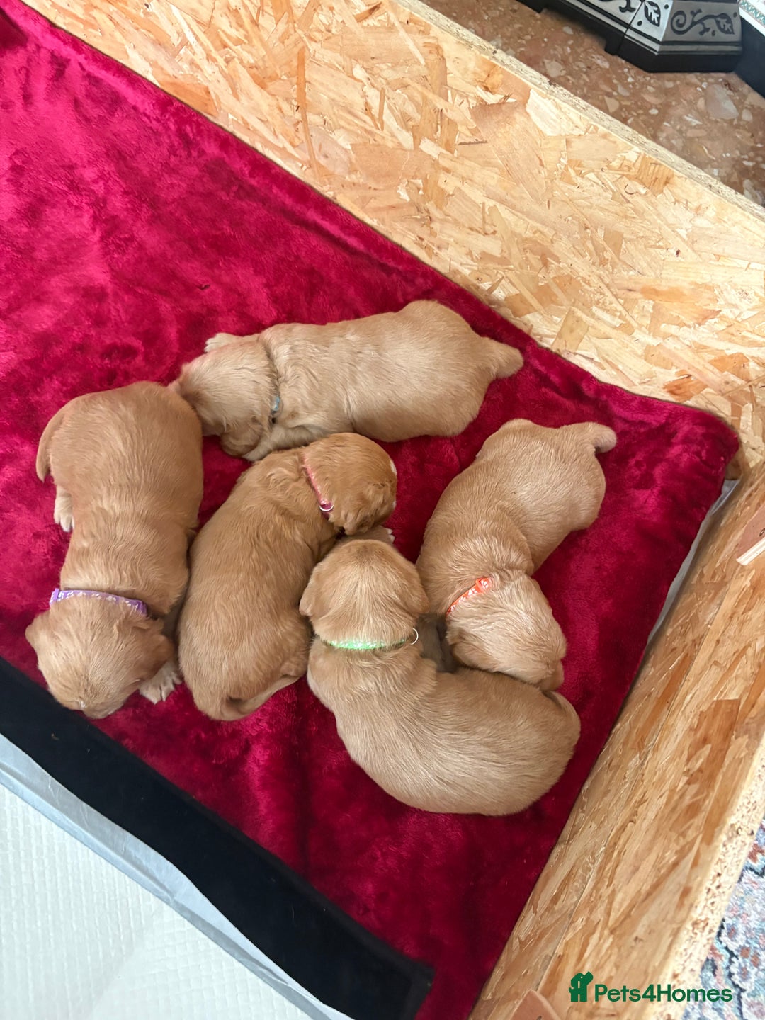 Labradoodle dogs for sale: Beautiful litter of 5 labradoodle puppies  - Image 8