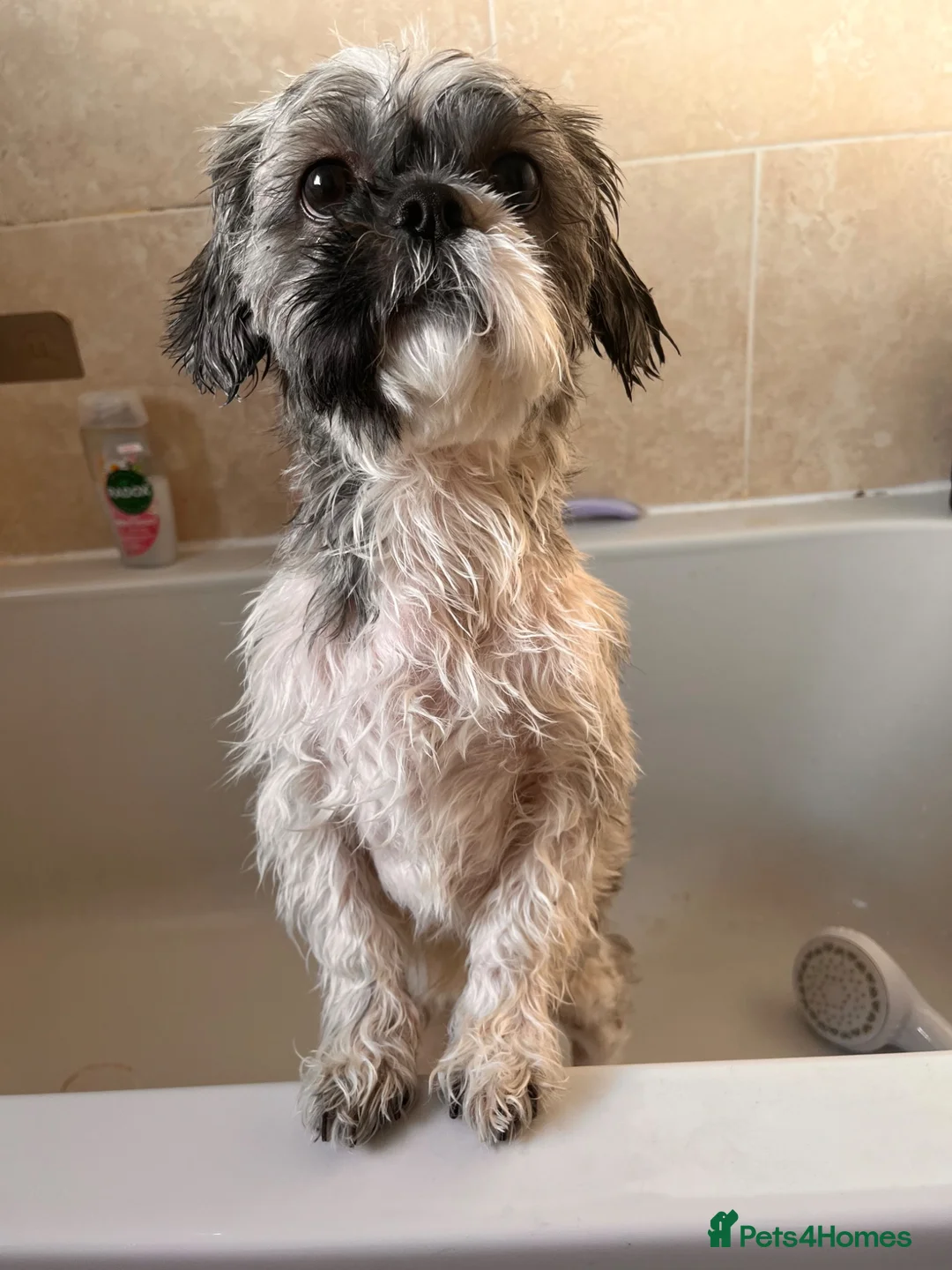 Shih Tzu dogs for stud: Shih tzu (Walter) in Preston - Advert 1