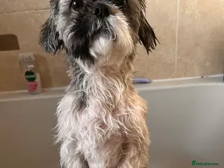 Shih Tzu dogs Shih tzu (Walter) - Advert 3