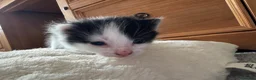 British Longhair cats for sale: Kittens  in Haltwhistle - Advert 11