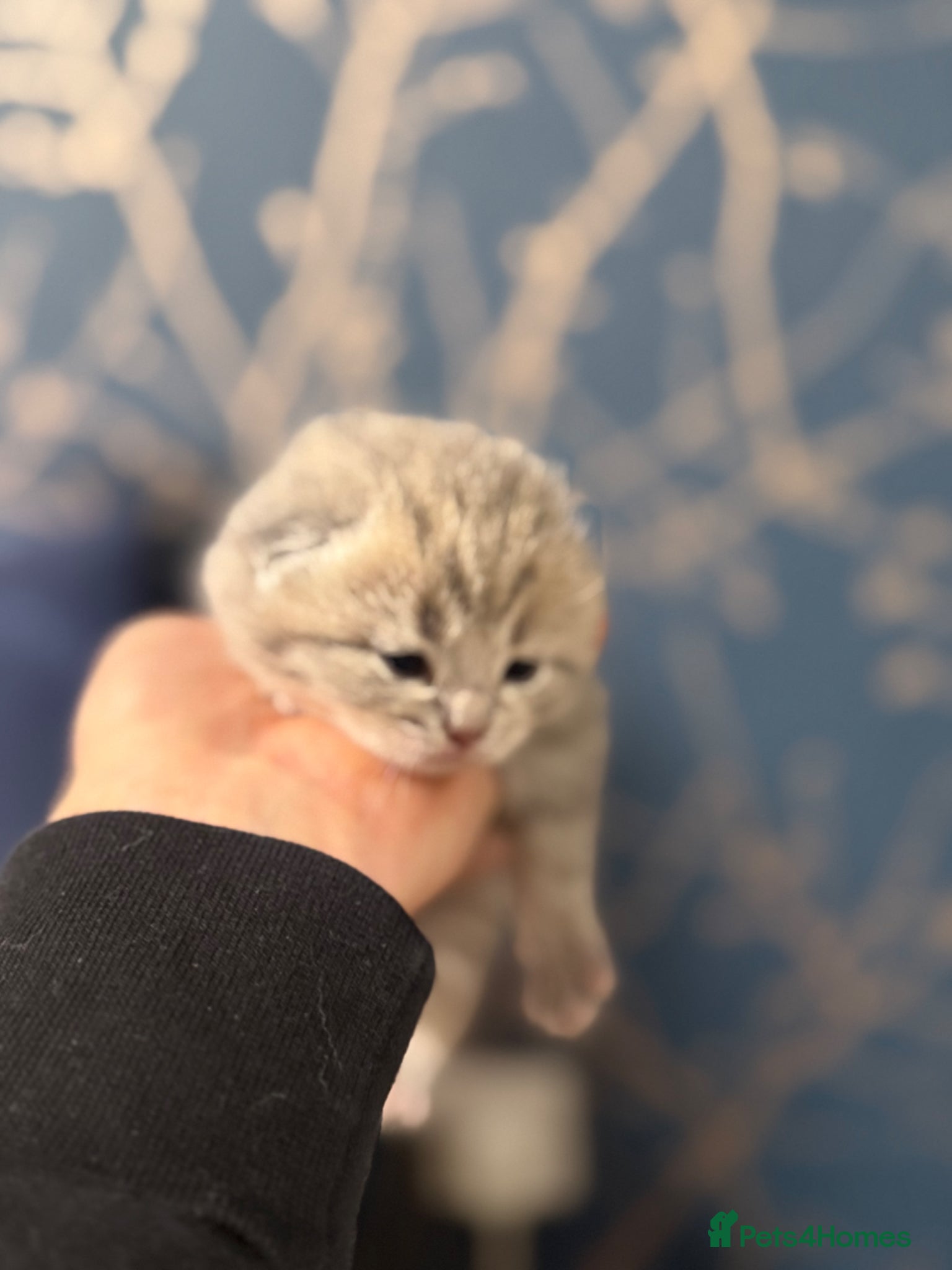 British Shorthair cats BSH kittens - Advert 1