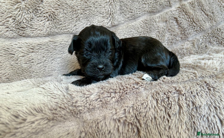 Lhasapoo dogs - Advert 1