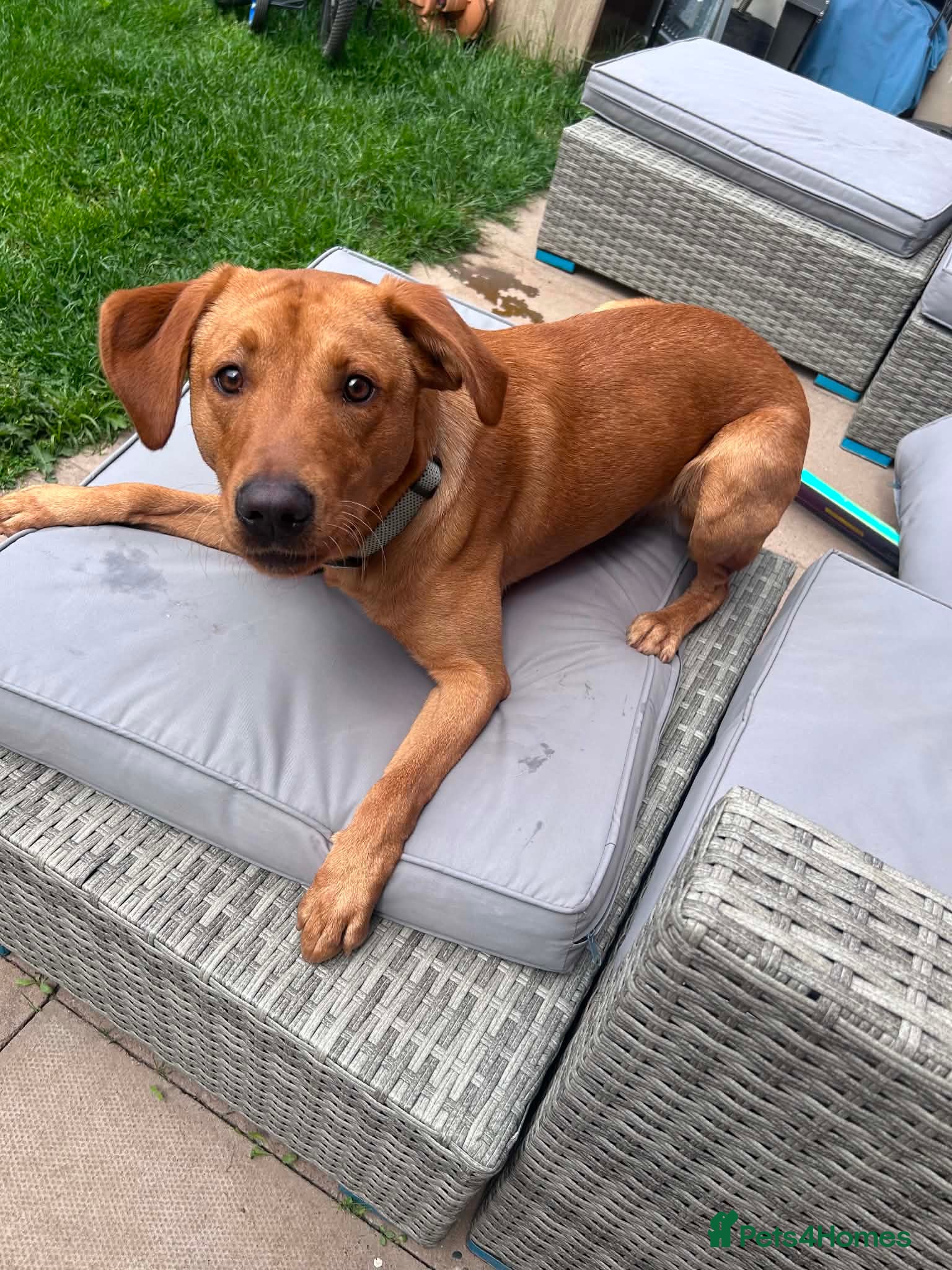 Labrador Retriever dogs 12 month old male labrador  - Advert 1