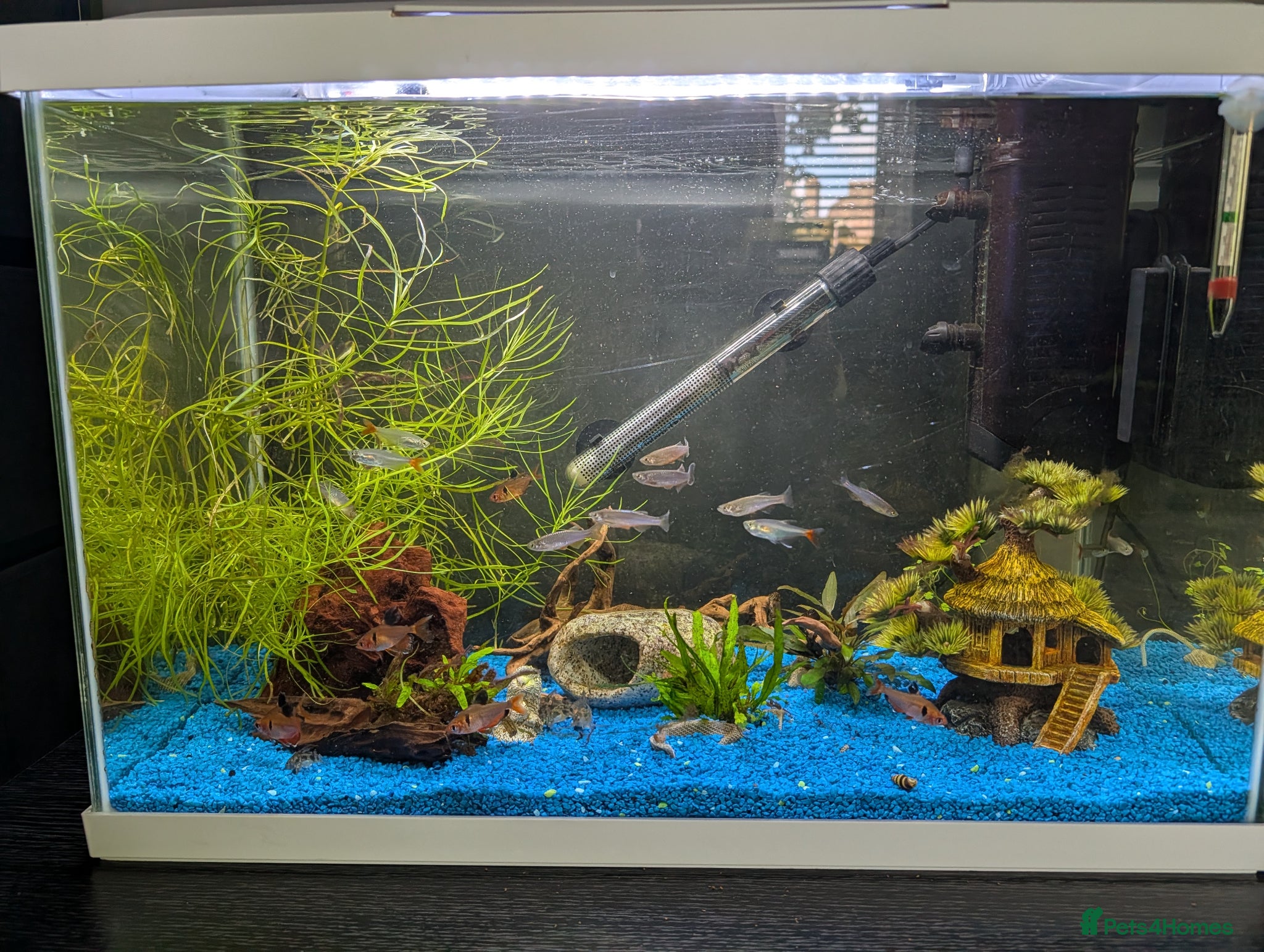 Danios fish Assorted Danios and other fish available - Advert 24