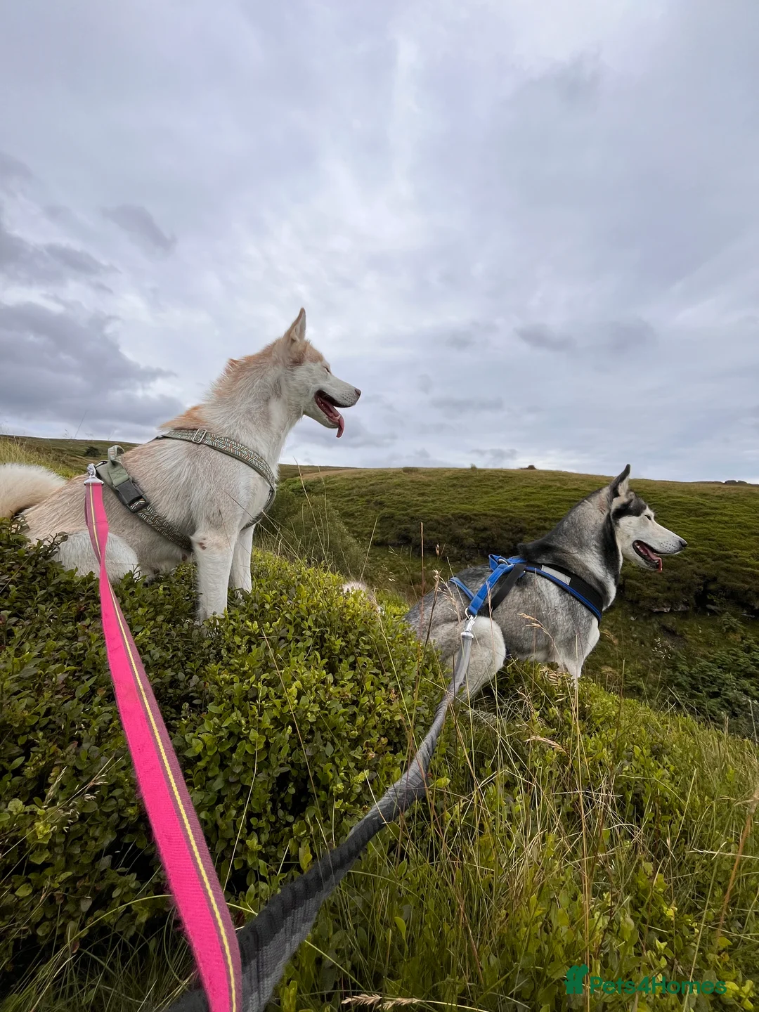 Siberian Husky dogs for stud: For stud only (quality proven stud ) in Wakefield - Advert 28