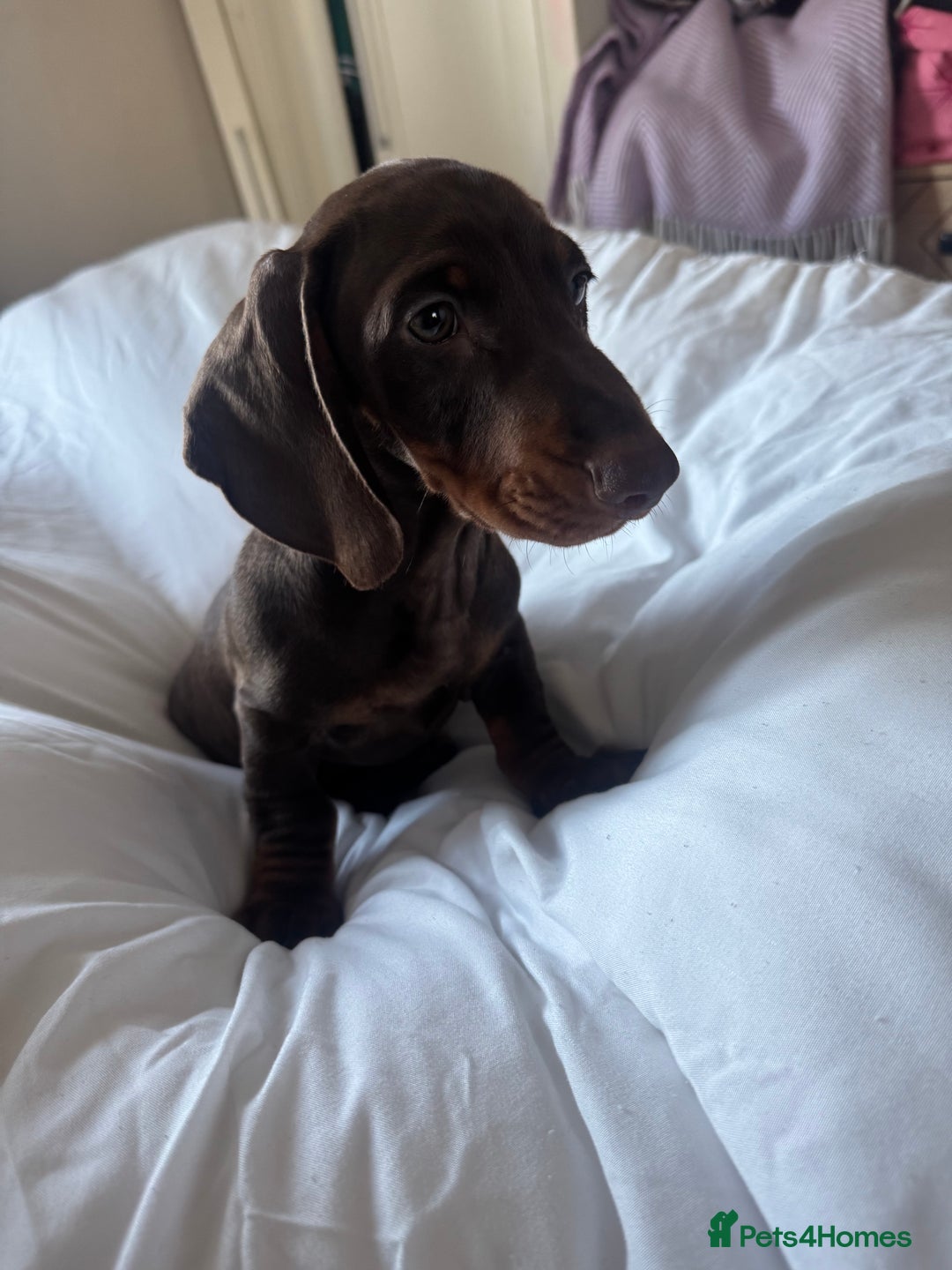 Miniature Dachshund dogs for sale: miniature dachshund for sale  - Advert 14
