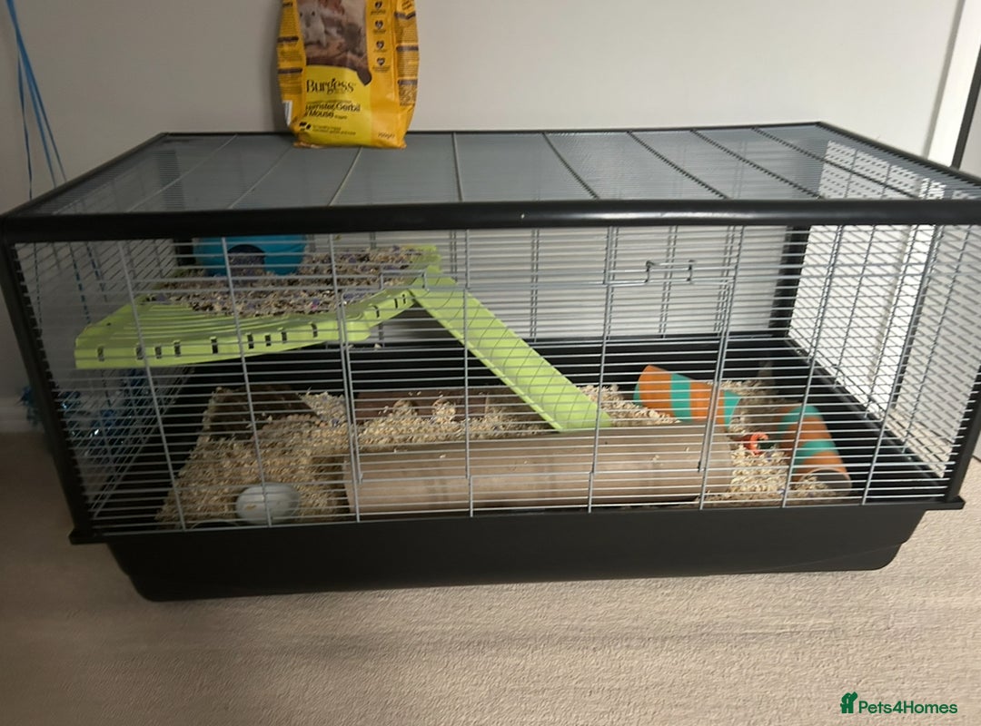 Guinea Pig rodents for sale: Male guinea pig and cage  - Image 1