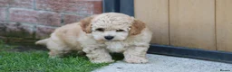 Cavapoochon dogs for sale: CAVAPOOCHON PUPPIES FOR SALE - Advert 23