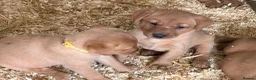Labrador Retriever dogs for sale: KC REG Fox red Labrador puppies  in Liskeard - Advert 3