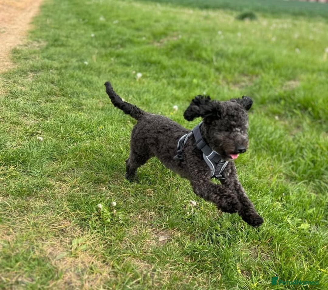 Cavapoo dogs for sale: Rare Tri colour Cavapoo - Image 5