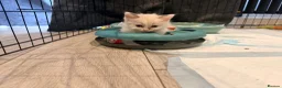 Ragdoll cats for sale: ⭐️ Meet Our Beautiful Ragdoll Babies ⭐️ - Advert 3