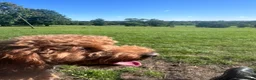 Cockapoo dogs for stud: Proven Cockapoo Stud – 23 Puppies Sired in Solihull - Advert 11