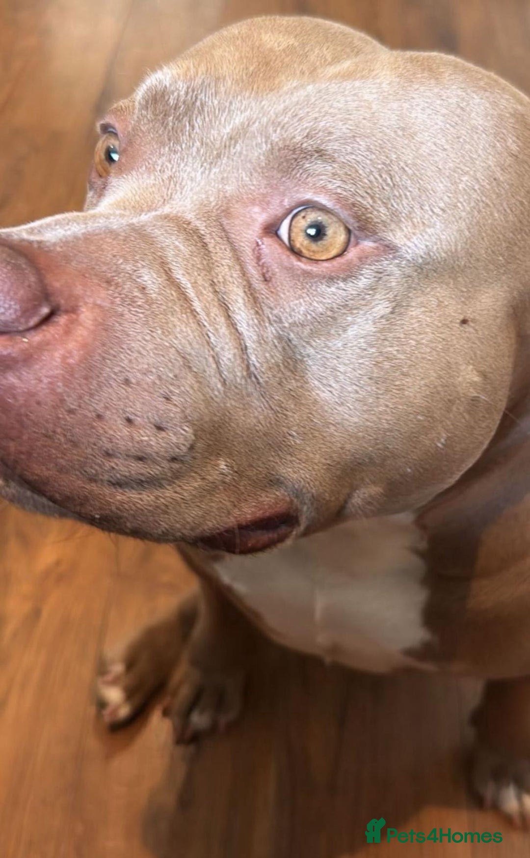 American Bully dogs for sale: American Bully Looking for a New Home ( read ad )  in London - Advert 1