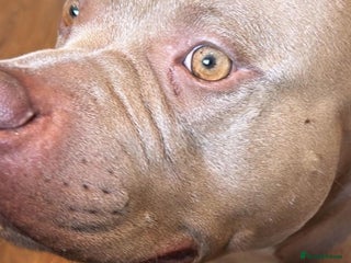 American Bully dogs American Bully Looking for a New Home ( read ad ) in London - Advert 5