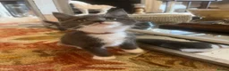 Maine Coon cats for sale: Beautiful fluffy Maine Coon x kittens - Advert 9