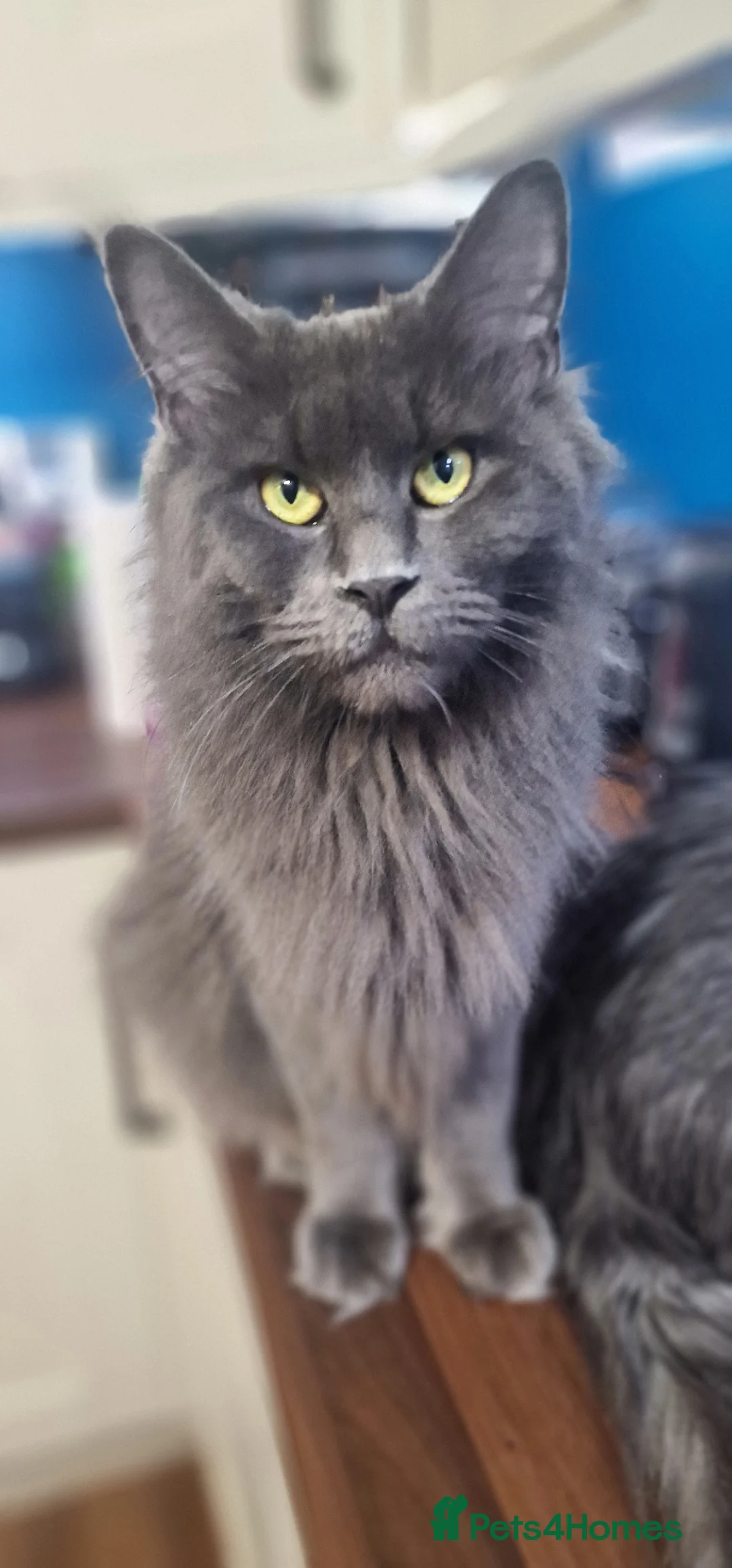 Maine Coon cats for sale: Last stunning Maine Coon kitten - Advert 25