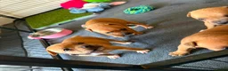 Staffordshire Bull Terrier dogs for sale: KC Red Staffordshire Bull Terriers ❤️❤️🏆🩸 - Advert 5