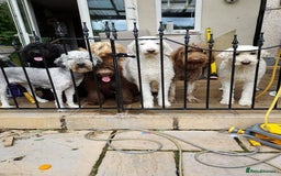 Labradoodle dogs for sale: Large standard labradoodles - Image 11