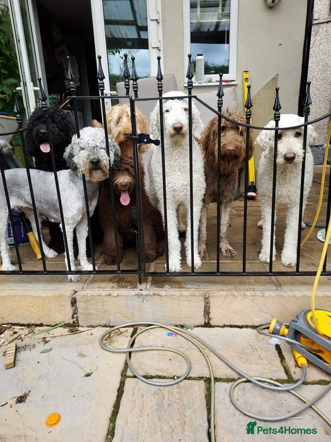 Labradoodle dogs for sale: Large standard labradoodles - Image 11