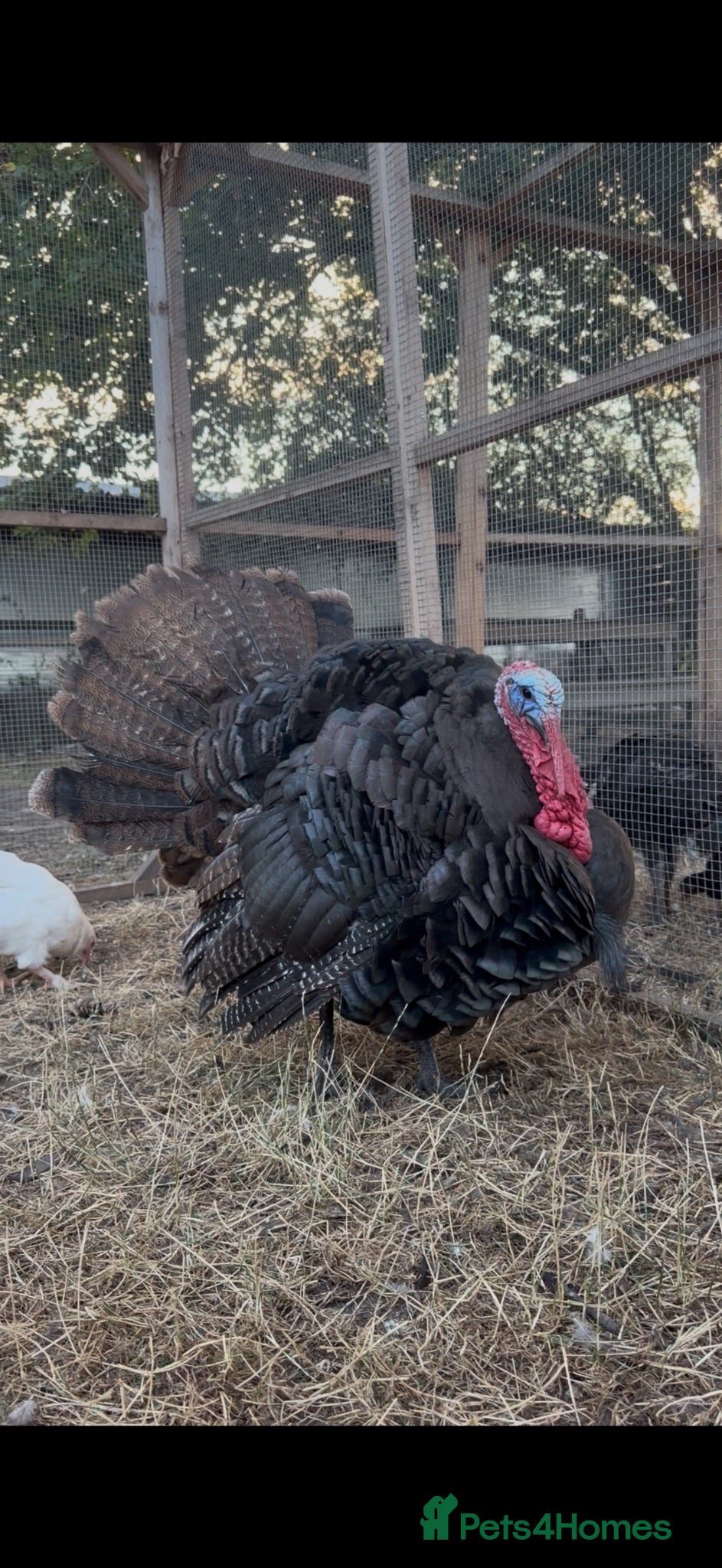 Turkeys poultry Stunning breeding quartet of Turkeys - Advert 1