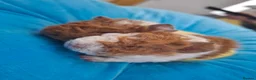 Guinea Pig rodents for sale: Purebred lunkarya  - Advert 2