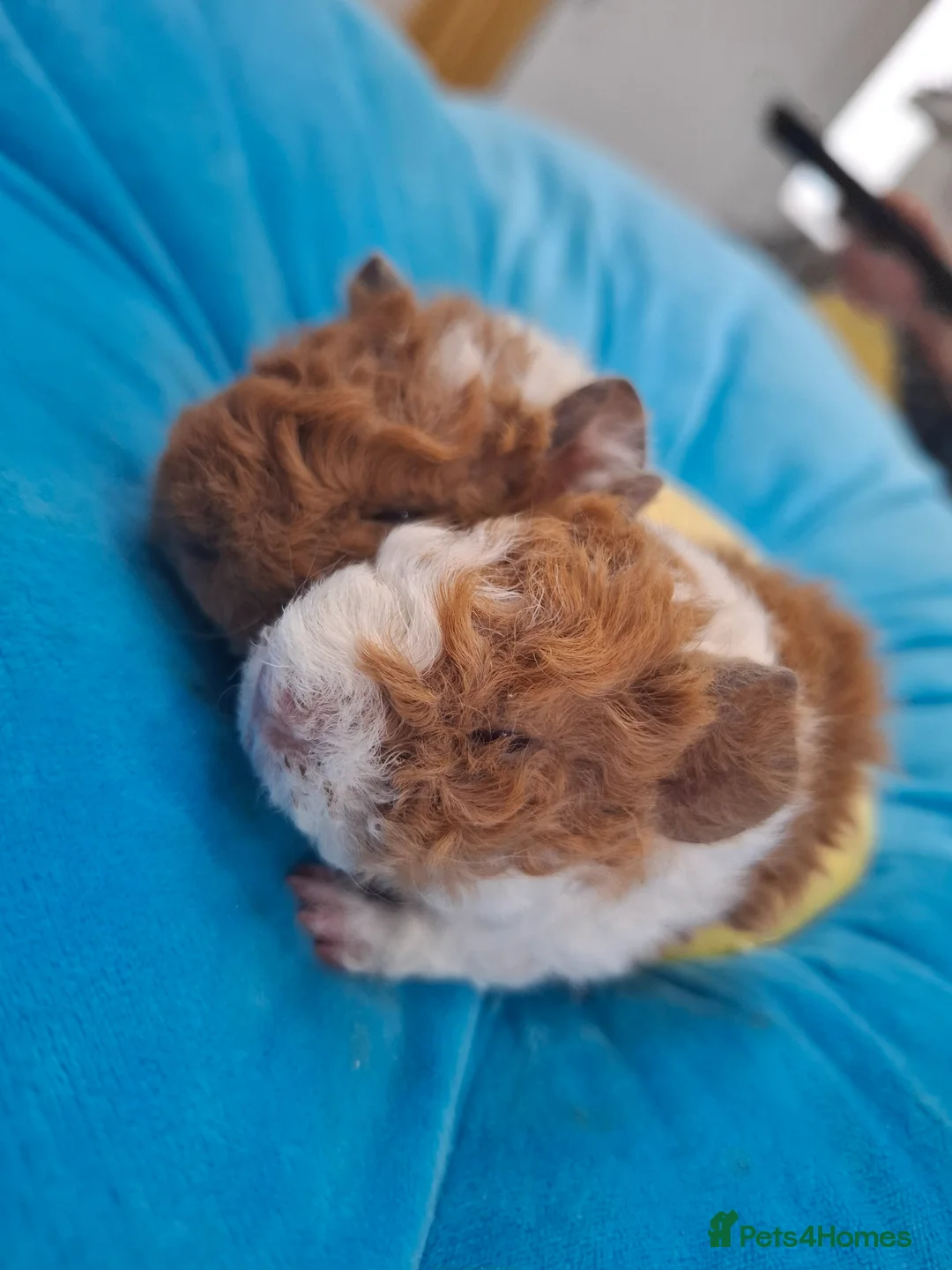 Guinea Pig rodents for sale: Purebred lunkarya  - Advert 2
