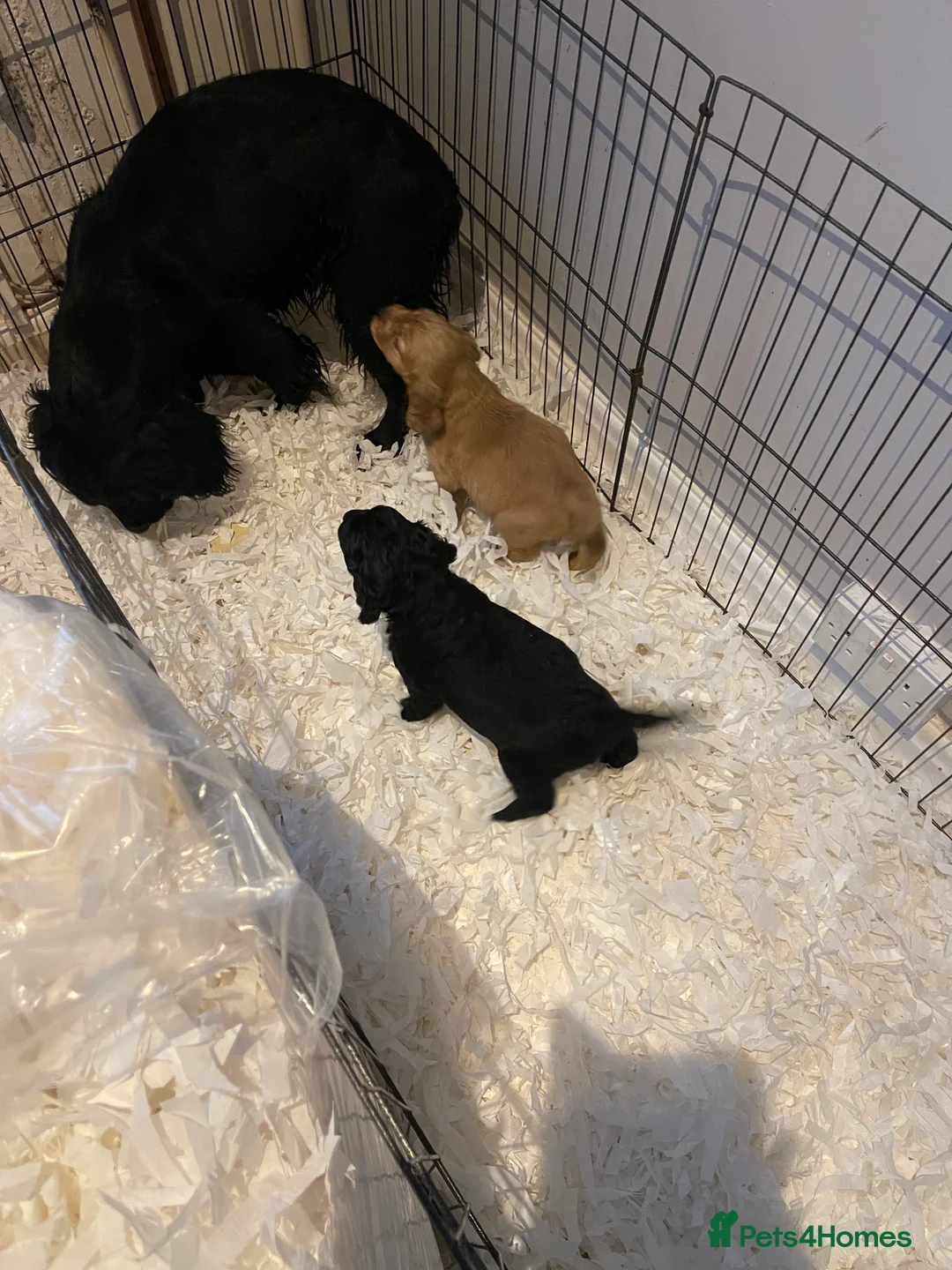 Cocker Spaniel dogs for sale: Beautiful working cocker spaniel puppies - Advert 3