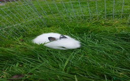 Lionhead rabbits for sale: Lionhead fluffy bunnies  - Image 6