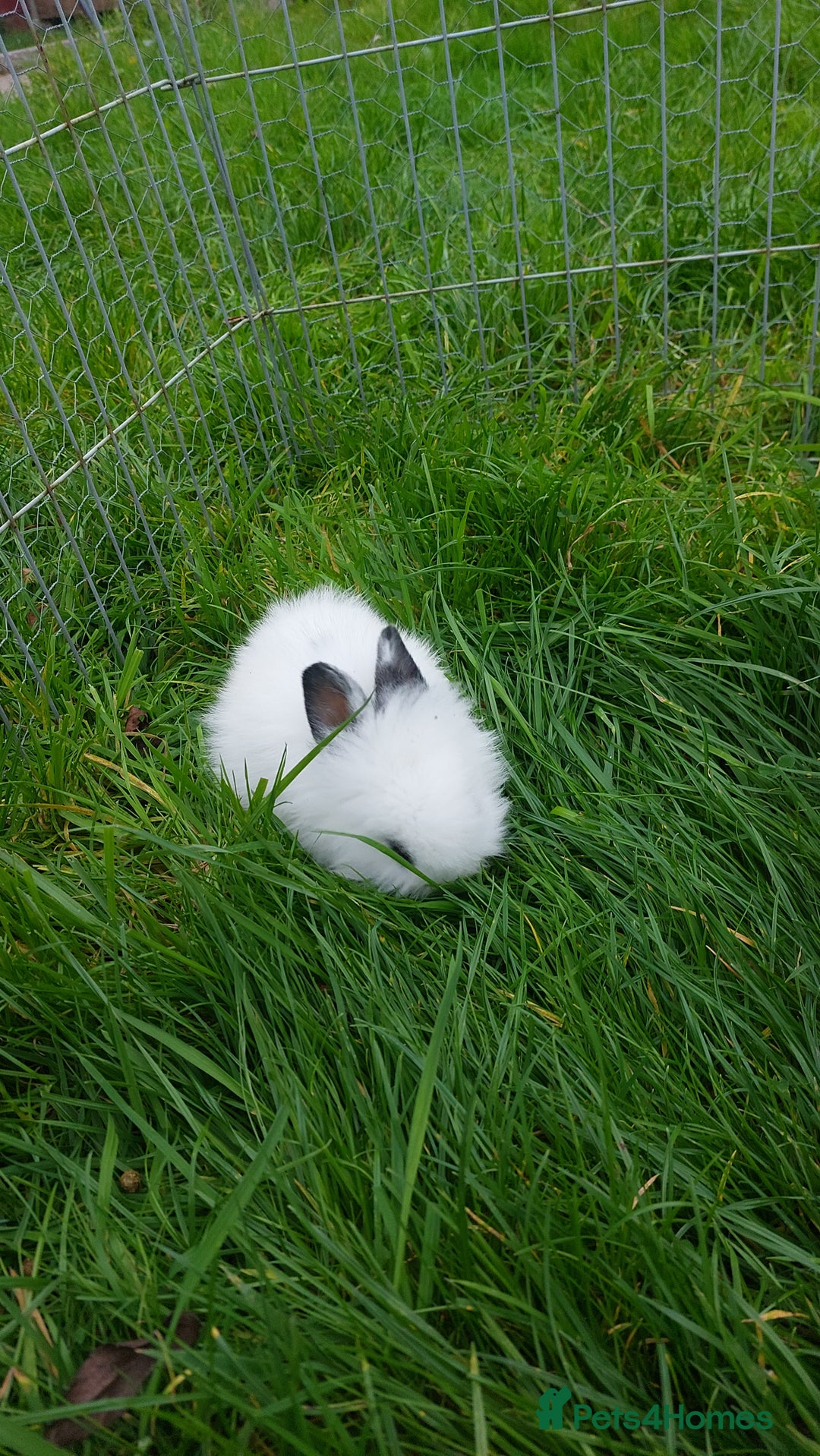Lionhead rabbits for sale: Lionhead fluffy bunnies  - Image 6