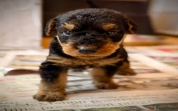 Airedale Terrier dogs for sale: ⭐️⭐️ ADORABLE KC REGISTERED  PUPS ⭐️⭐️ - Image 12